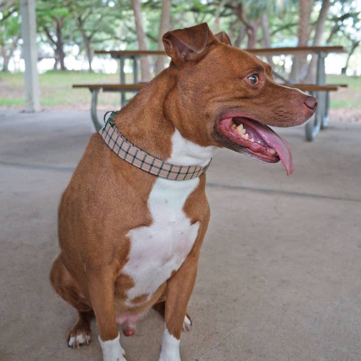 kiwi & WILLOW - Wholesale Pet Collar - Dog - Beige Plaid Dog Collar1