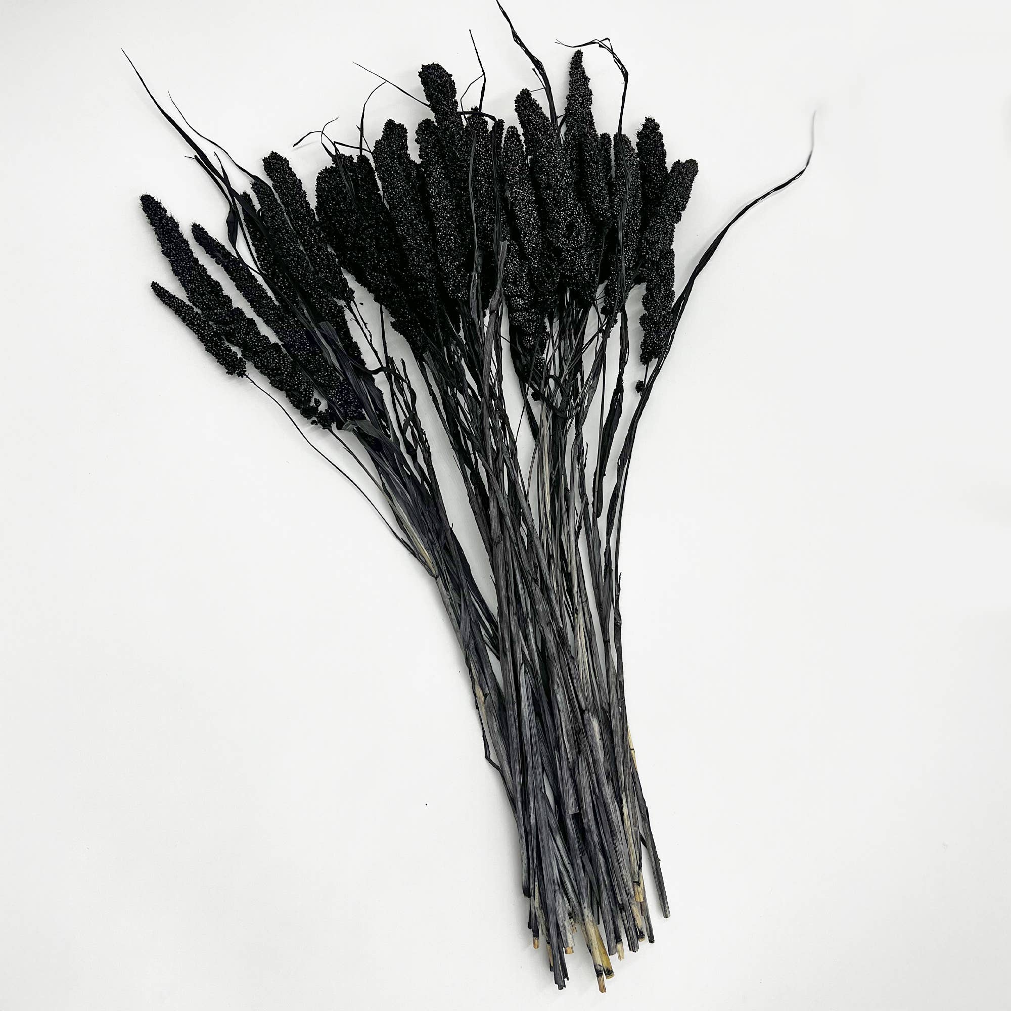 2626 Designs - Wholesale Dried/Pressed Flowers - Dried Preserved Millet Flower 21" Multiple Colors31