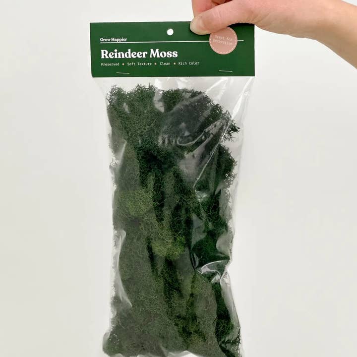 The Plant Supply - Wholesale Planting/Potting Soil - Preserved Reindeer Moss | Moss for Plants and Crafts4