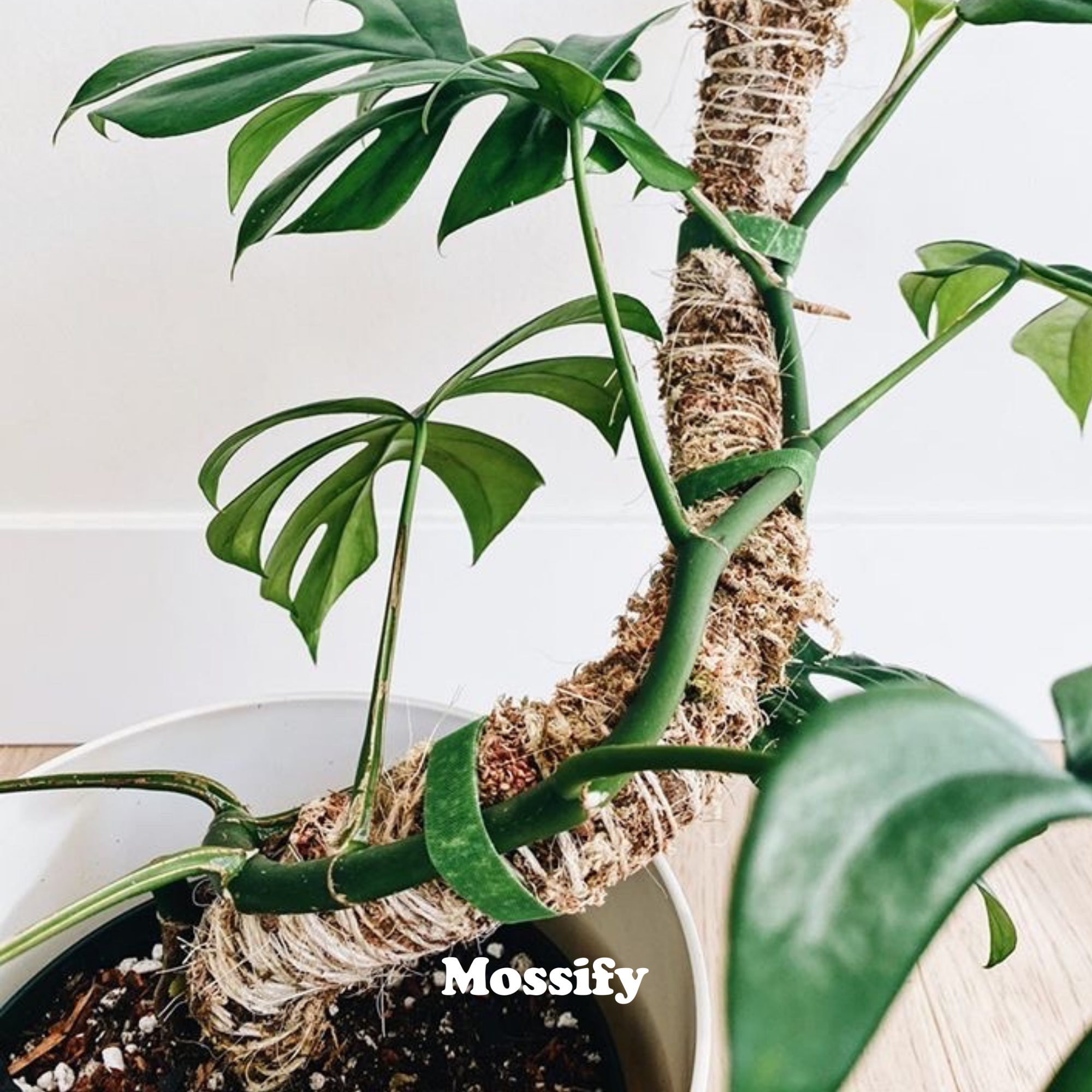 Mossify - Wholesale Trellis - Bendable Moss Pole™ Best Seller Flexible Plant Support8
