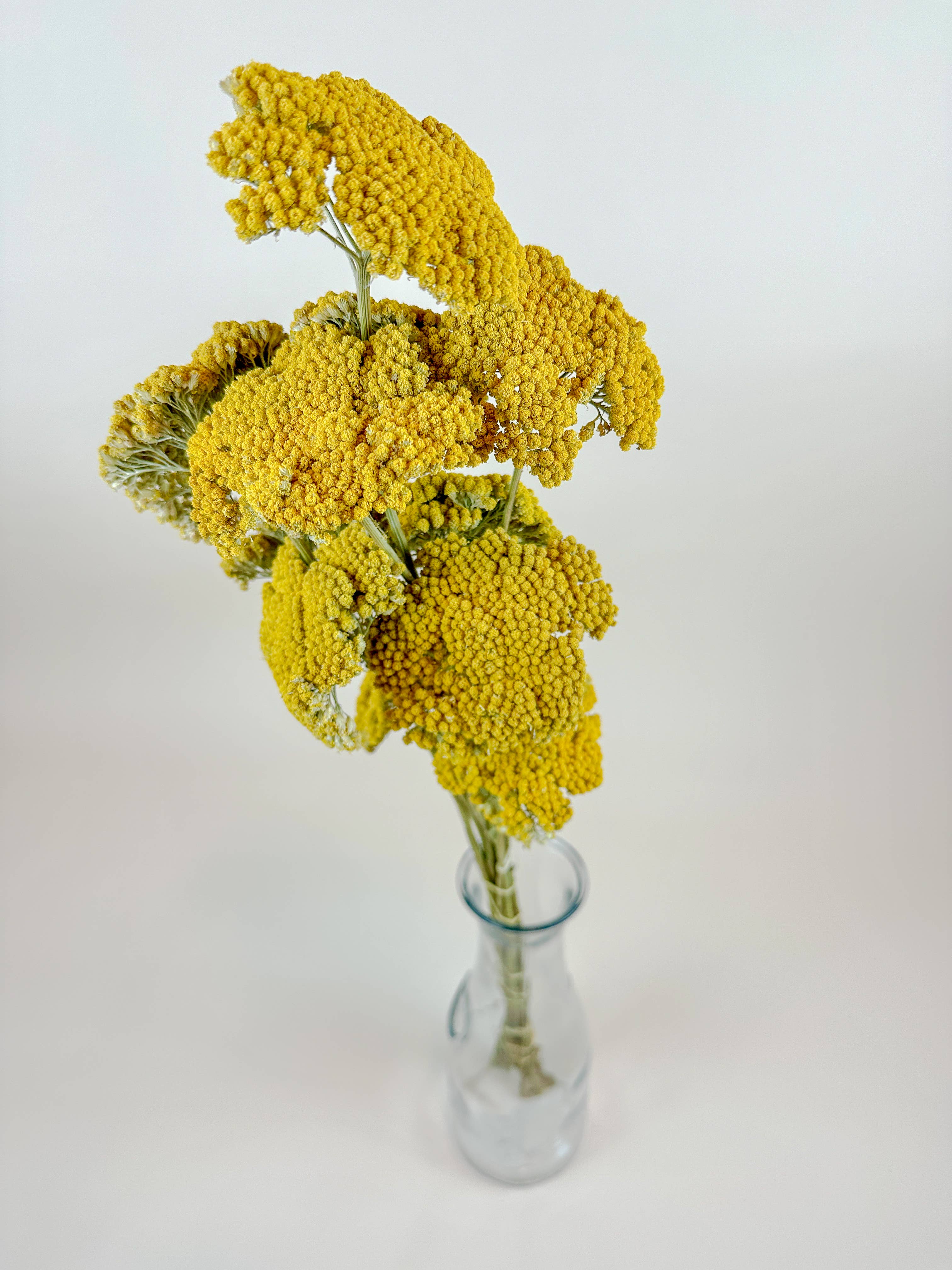 Lovejoy Farms Premium Dried Flowers – Engroshandel Tørrede/pressede blomster – Gul Røllike (Gylden Achillea) – Naturligt Tørret (12 Stængler)2