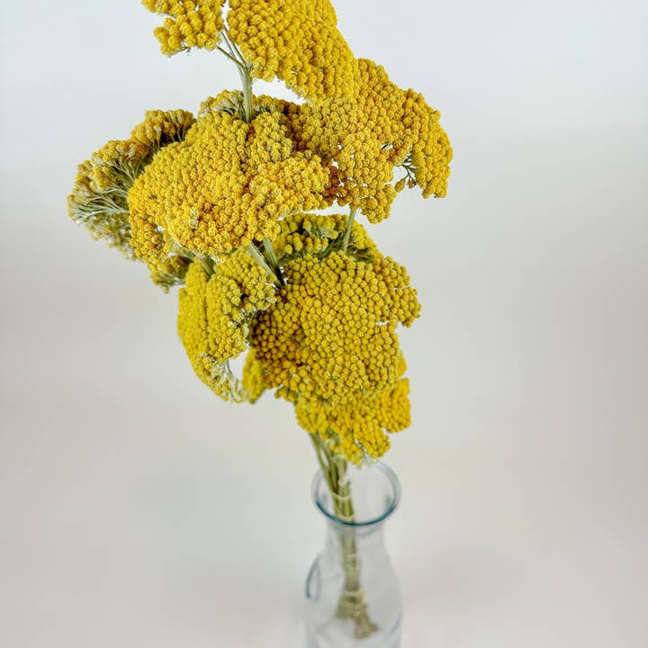 Lovejoy Farms Premium Dried Flowers – Engroshandel Tørrede/pressede blomster – Gul Røllike (Gylden Achillea) – Naturligt Tørret (12 Stængler)2