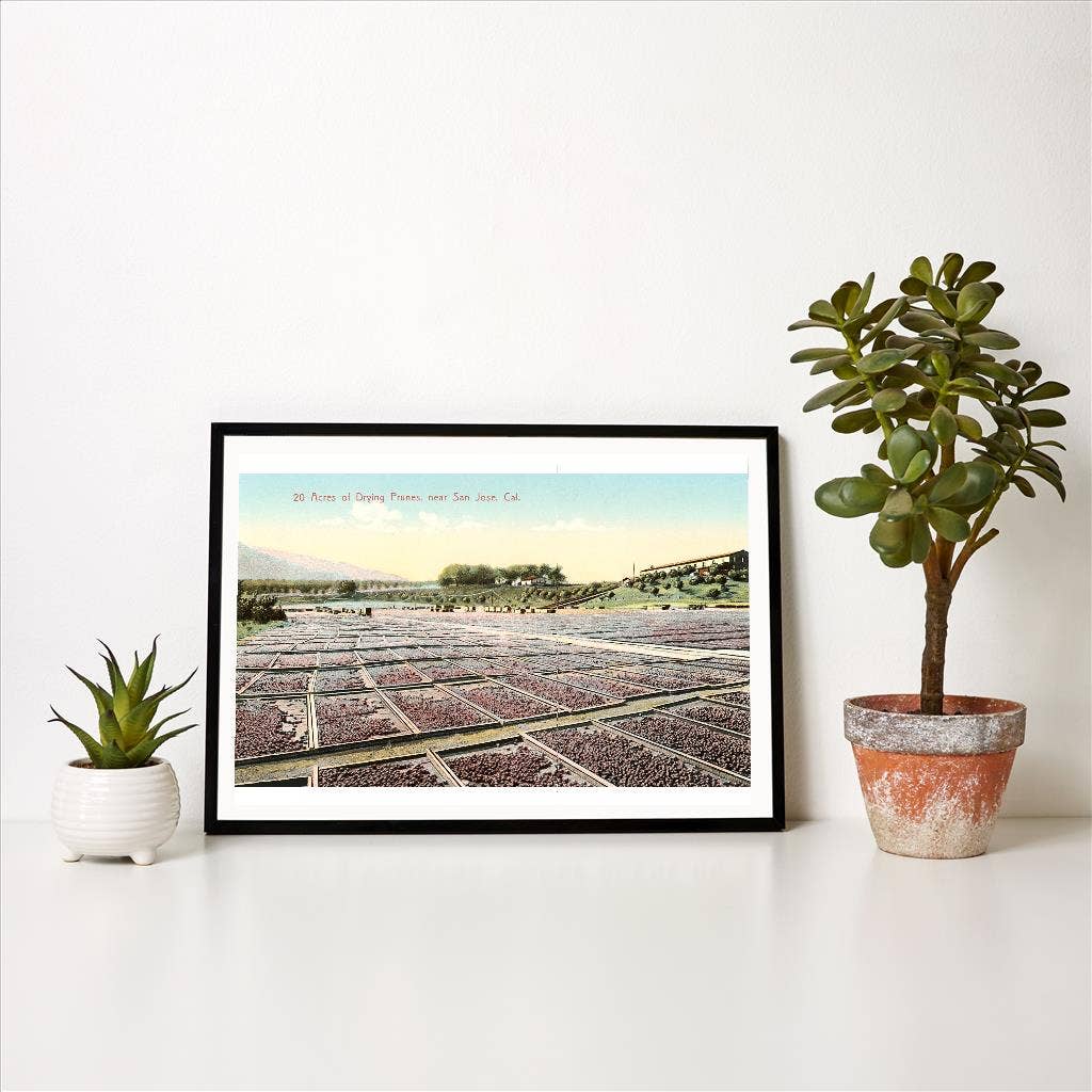 Found Image Press - Wholesale Art Print - Art Print BA-262 Acres of Drying Prunes1