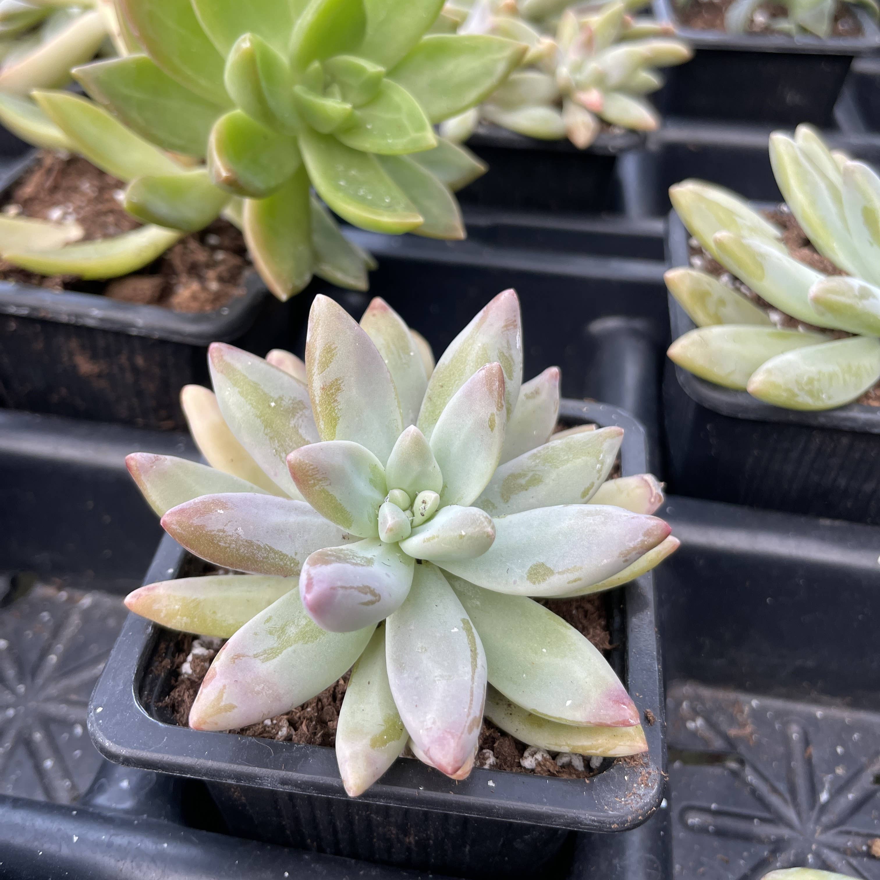 Thorsen's Greenhouse - Vente Plante - Plante Grasse Variée - Plante Vivante12