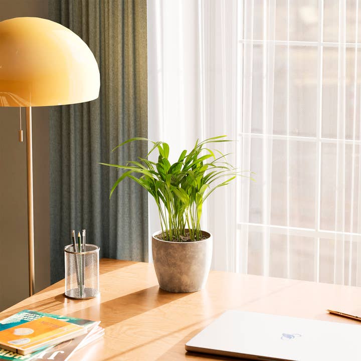 Lively Root - Wholesale Live Plant - Areca Palm Indoor Tree36