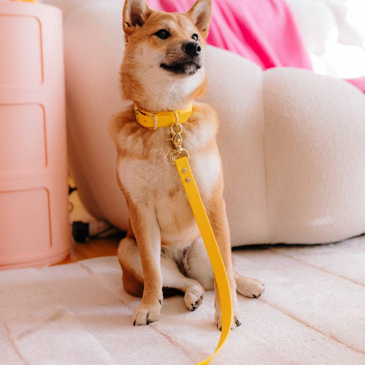 Oscar & co - Wholesale Pet Collar - Dog - Yellow waterproof Biothane dog collar7