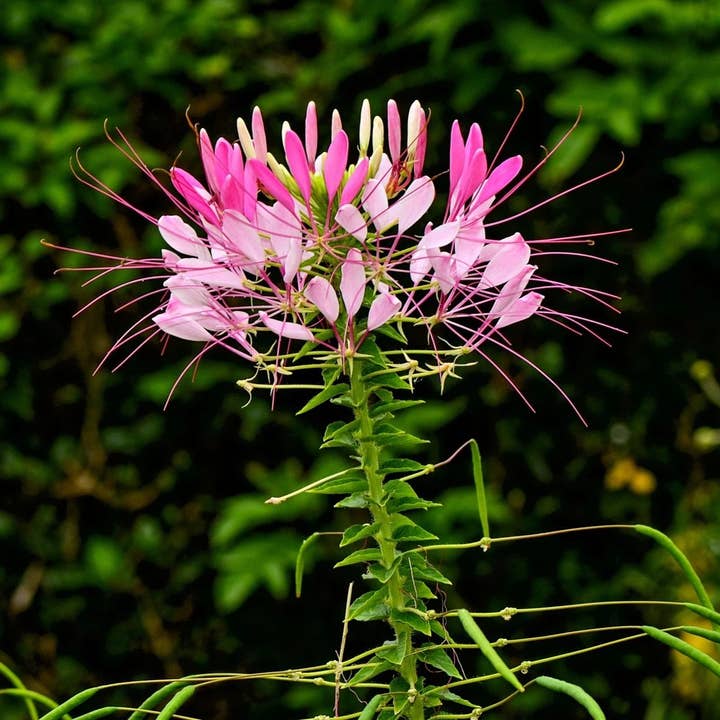 Sow True Seed - Wholesale Plant Seeds - Cleome Seeds - Spider Flower
