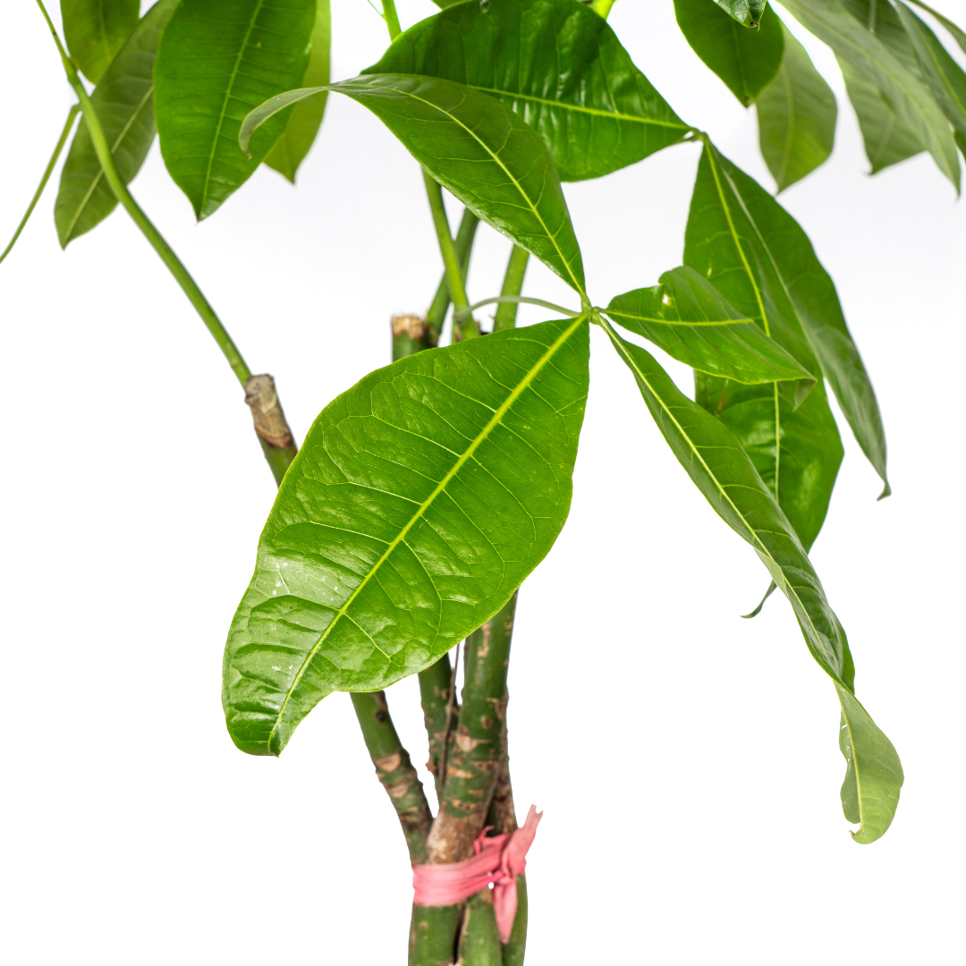 Oasis of Life - Wholesale Live Plant - Pachira Aquatica with Basket – Height 120–140cm – Ø24cm – Braided Money Tree – Easy-care Houseplant with Air-purifying Effect for Living Room & Office2