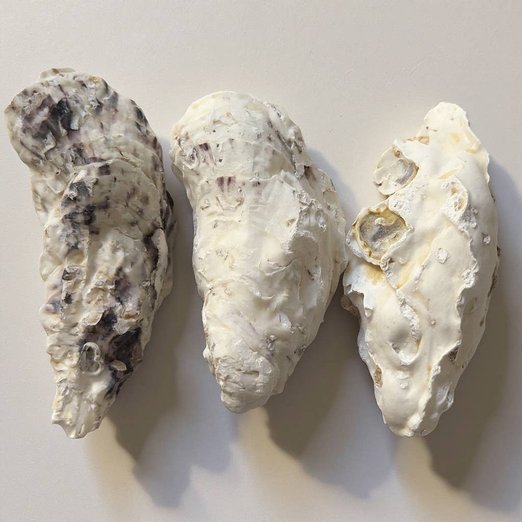 Shell Yeah By Jaks LLC - Wholesale Jewellery dish - Golden Coast Oyster Shell Jewelry Tray – Gold Rim8