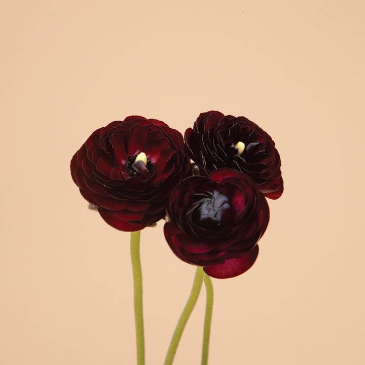 Ranunculus Black Amandine - 15 Corms for wholesale by Plantgem