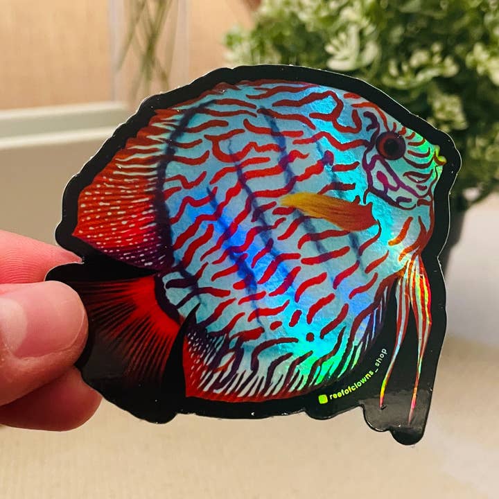 Adesivo Discus blu turchese (olografico) per la vendita all'ingrosso da parte di Reef of Clowns