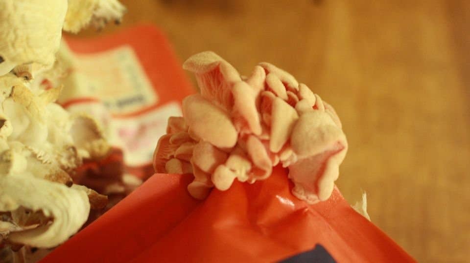 The Mushroom Conservatory LLC - Venta al por mayor Kit de cocina - Paquete variado de 12 kits para cultivar setas gourmet comestibles DIY5