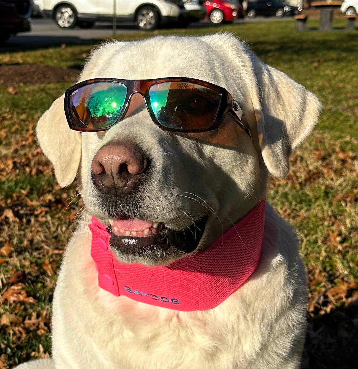 BAYDOG – Engroshandel Halsbånd - Hund – Arctic Bay kølehalsbånd til hunde3