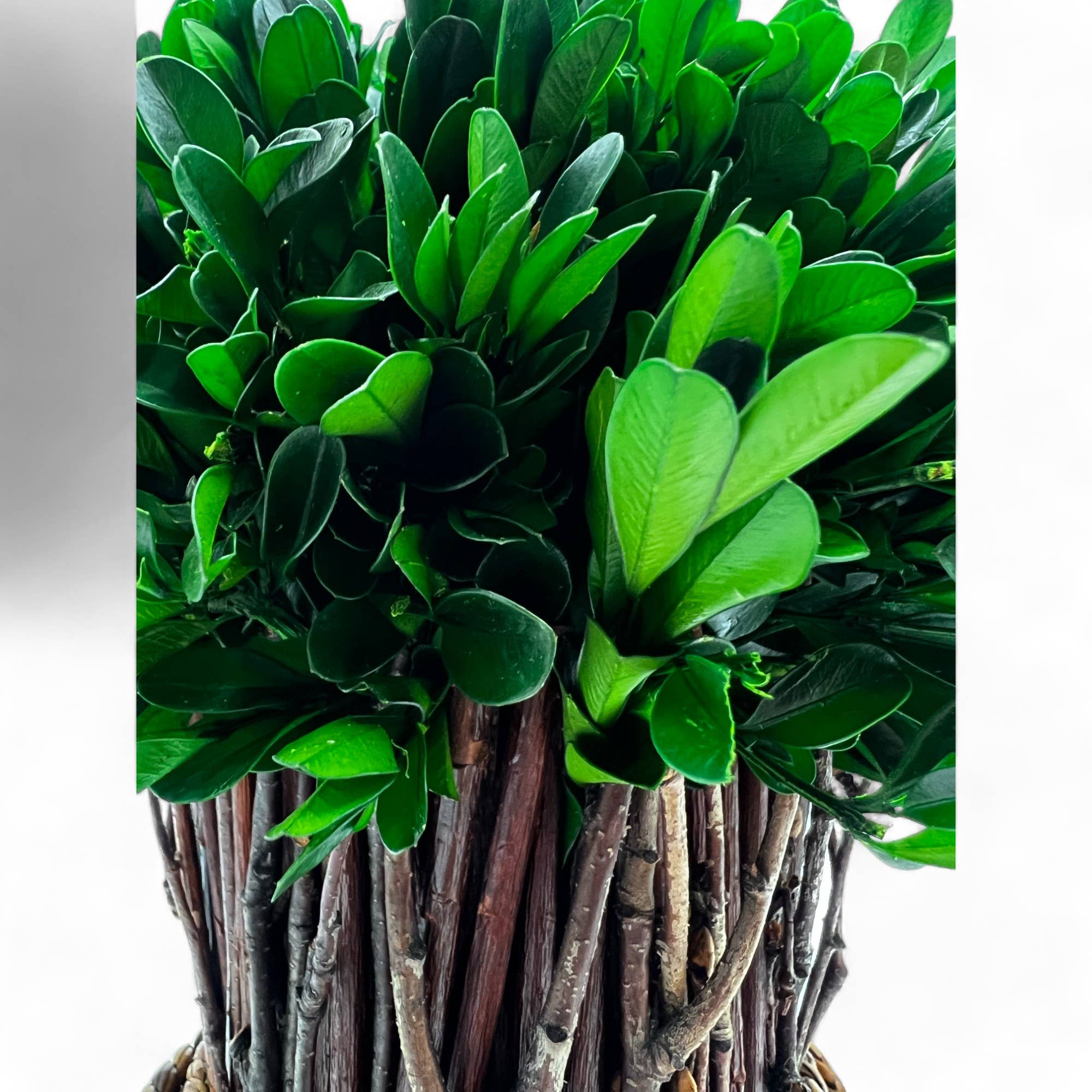 2626 Designs - Vente Plantes artificielles - Plante topiaire décorative sur pied en buis préservé de 10 pouces2