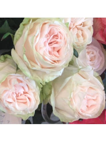 WEDDING SPIRIT Garden Rose for wholesale by Florasource