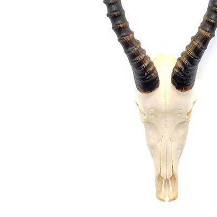 OUTPOST ORIGINAL - Wholesale Wall Accent - African Blesbok Horn - Full Skull