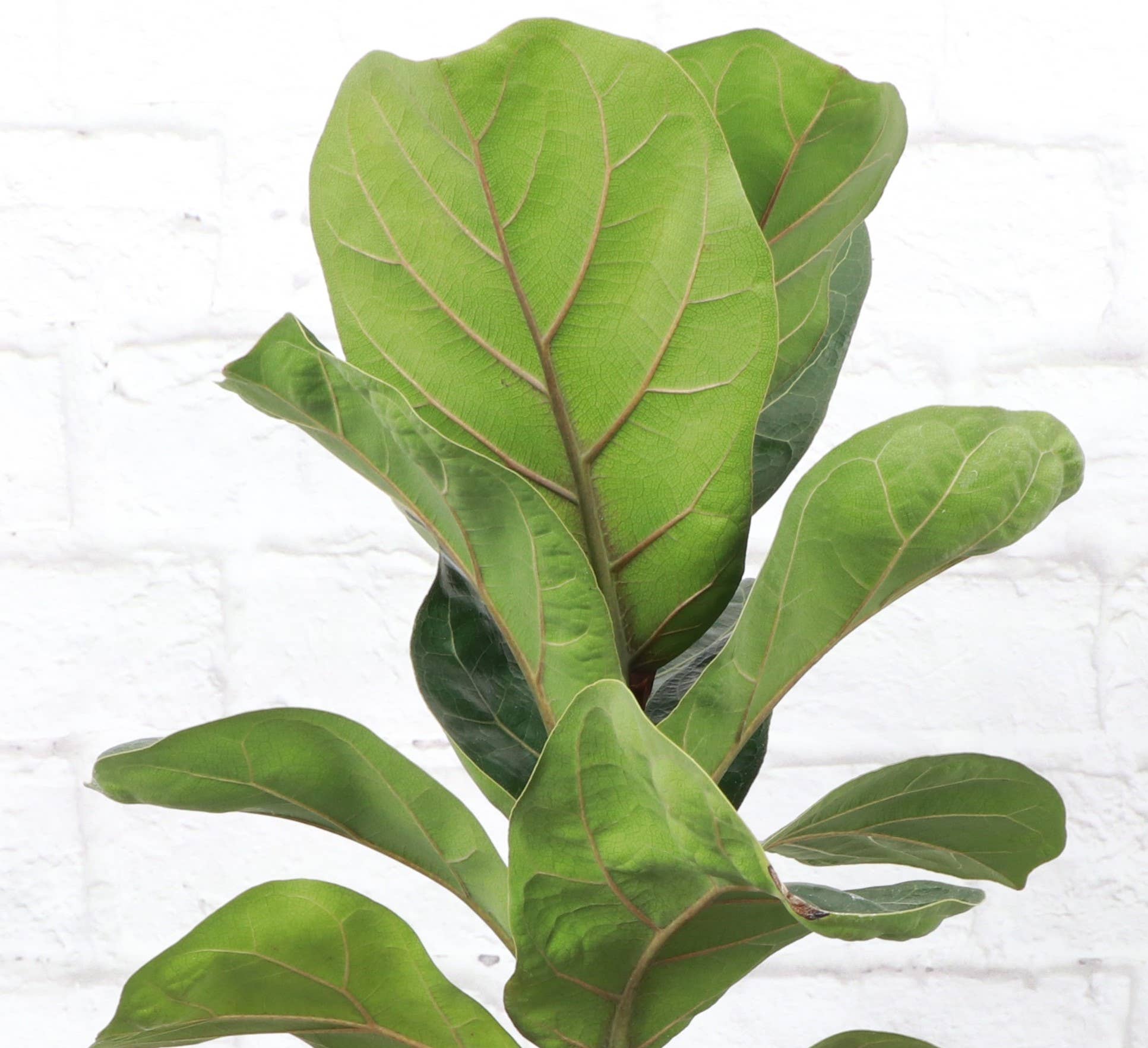Thorsen's Greenhouse - Wholesale Live Plant - Fiddle Leaf Fig Plant - Live Plant1