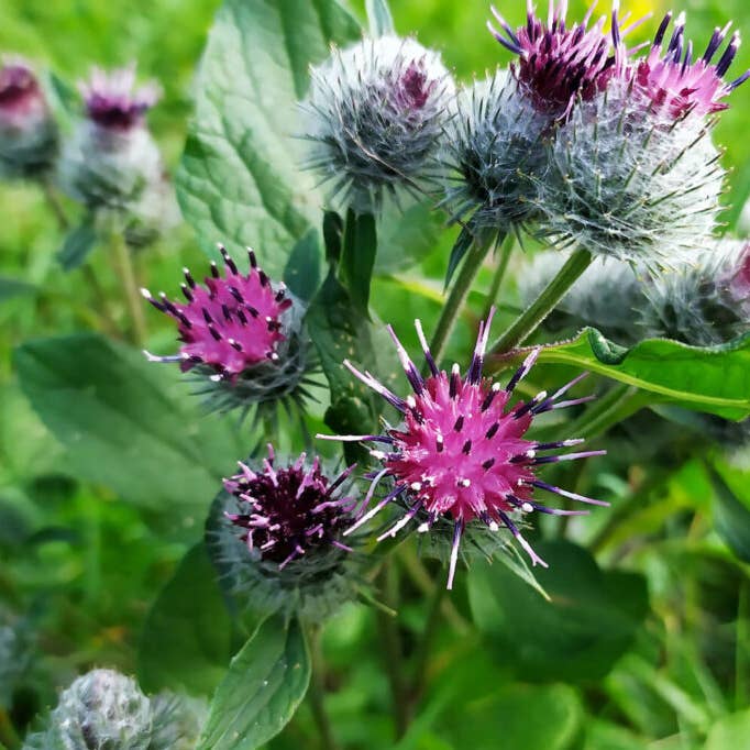Teinture aux herbes de bardane pour la vente par Daydream Organics | Prairie Doctor Brand