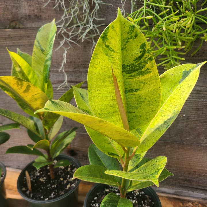 Buzz + Thrive Gardens - Wholesale Live Plant - Ficus elastica ‘Shivereana’
2