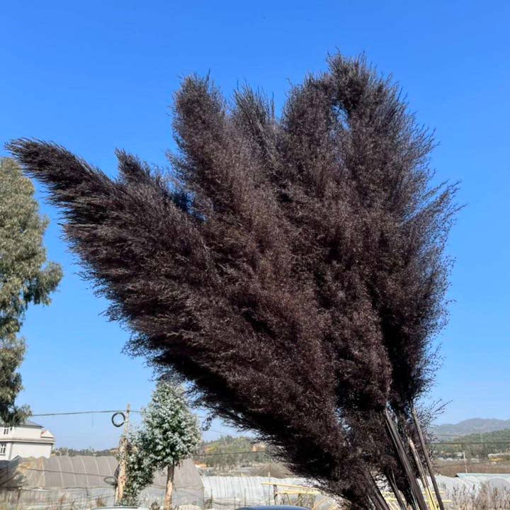 LoveProducts Ltd – wholesale Dried/pressed flowers – Pampas Grass Large black Fluffy Dried pampas arrangement3