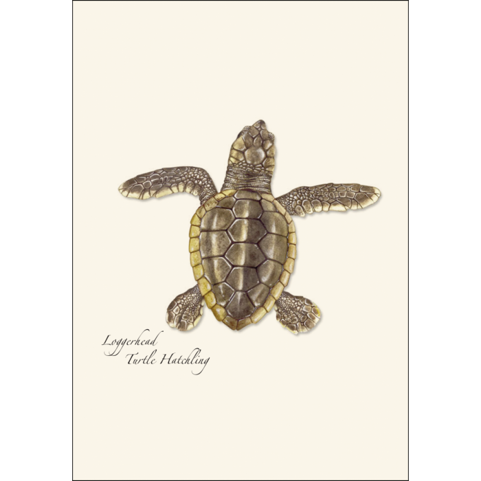 Earth Sky + Water - Wholesale Stationery/Notecard Set - Sea Turtle Hatchling Assortment1