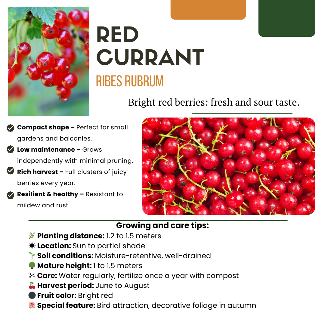 Oasis of Life - Wholesale Live Plant - Organic Gooseberry Ribes rubrum – Organic Currant Bushes – Ø13cm – ↨20cm – 6 Plants – Frost Resistant & High Yielding – For Balcony, Garden & Terrace1