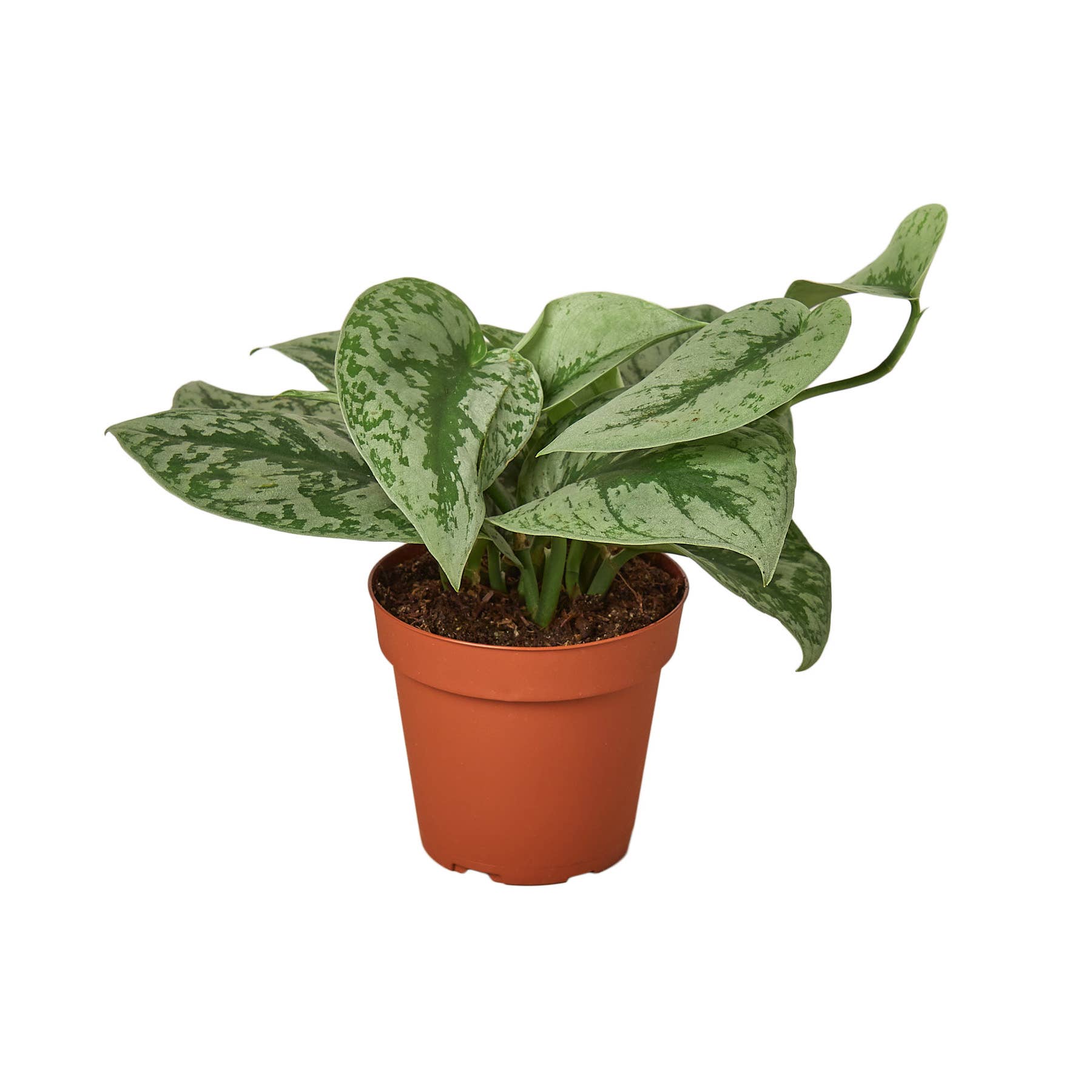 House Plant Wholesale - Wholesale Live Plant - POTHOS SILVER SPLASH 4-inch