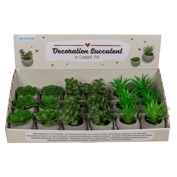 Out of the blue KG - Wholesale Succulent - Deco succulent in cement pot,1