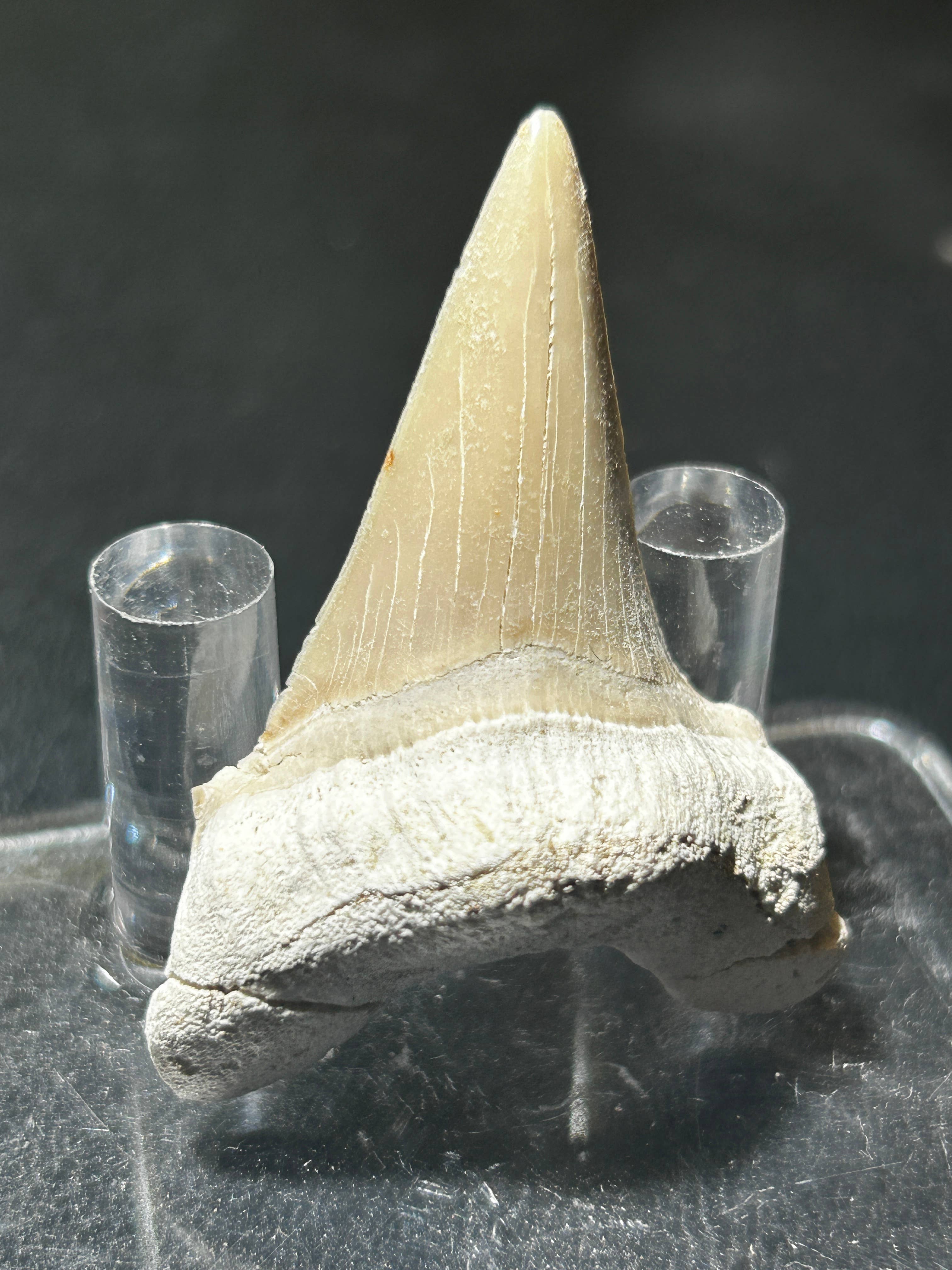 Metaphysical & Healing Crystals - Wholesale Spiritual Stone/Crystal - SHARK TEETH6