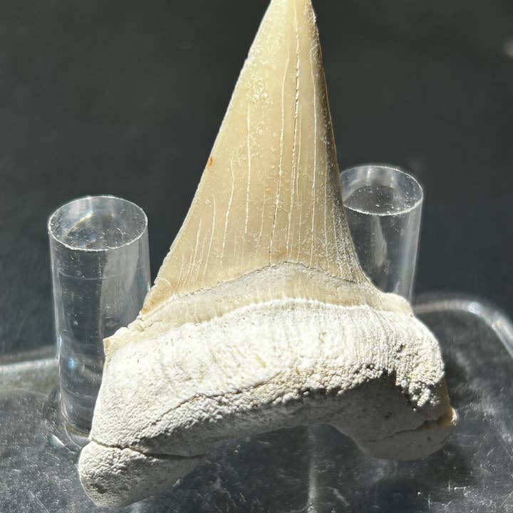 Metaphysical & Healing Crystals - Wholesale Spiritual Stone/Crystal - SHARK TEETH6