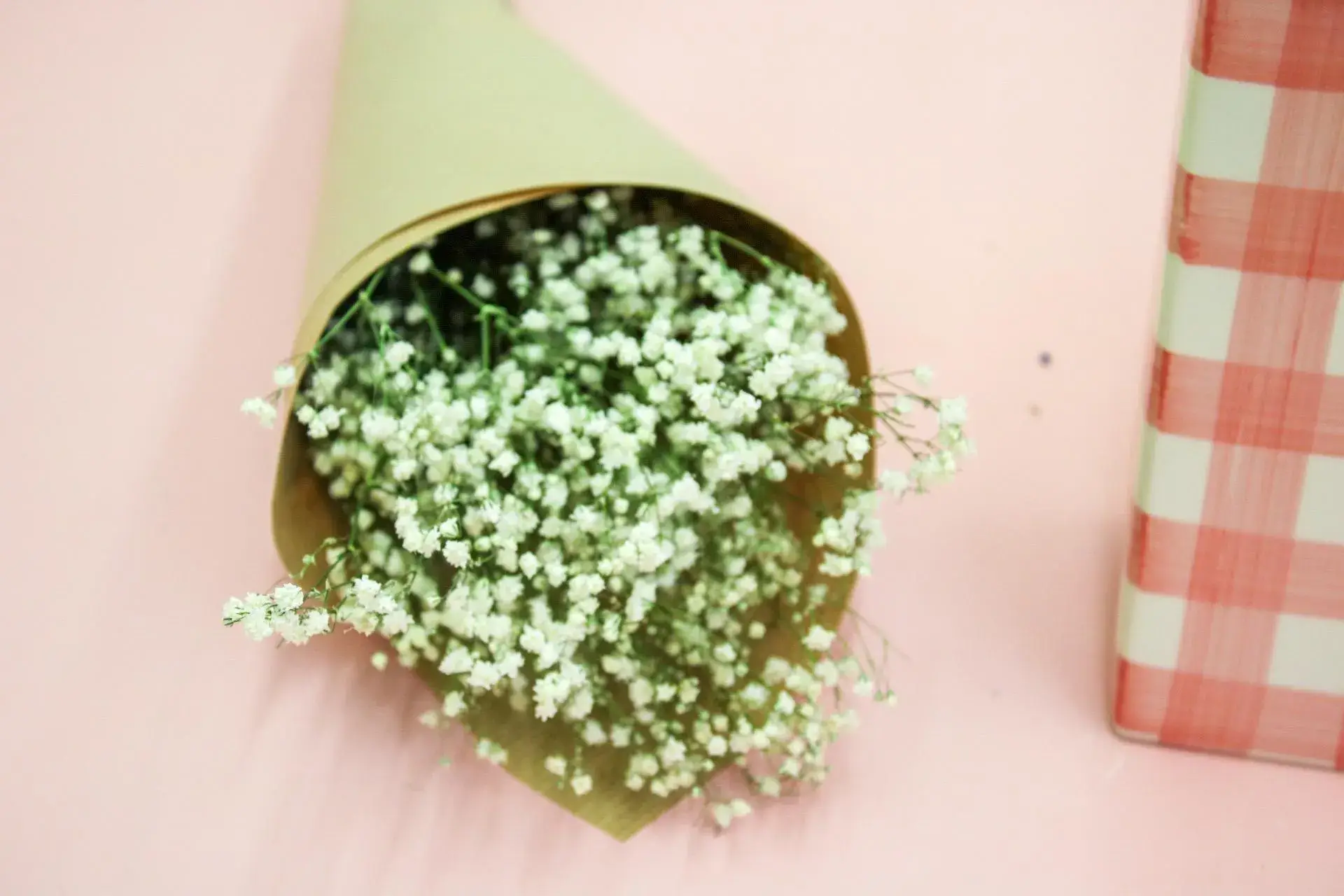 Wildestdreams.flowers - Wholesale Dried/pressed flowers - Fresh White Gypsophila - Baby's Breath Flowers  2