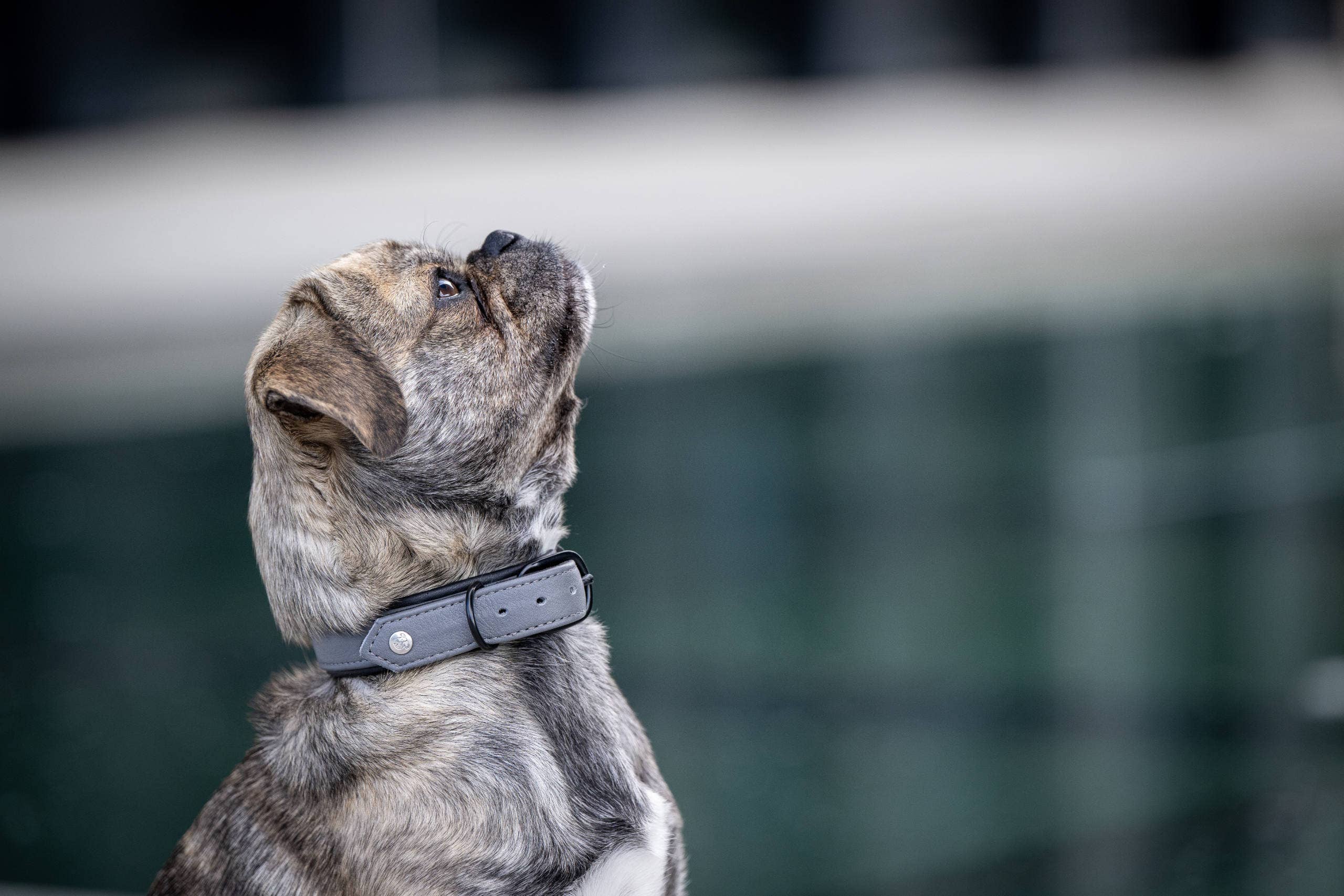 LABONI - Volentis GmbH - Wholesale Pet Collar - Dog - AMICI dog collar38