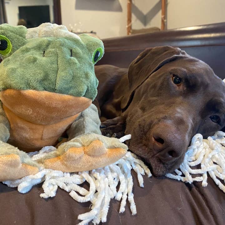 Tall Tails - Wholesale Pet Plush Toy - Dog - Tall Tails Animated Frog Dog Toy4