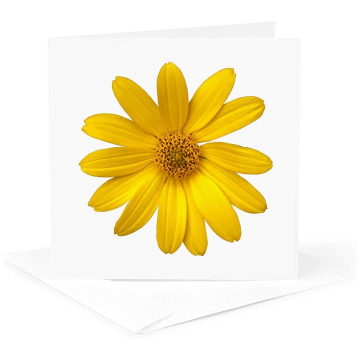3dRose – wholesale Everyday greeting card – 3dRose, Yellow Daisy Petals Pretty Summer Floral Photo, Greeting Card