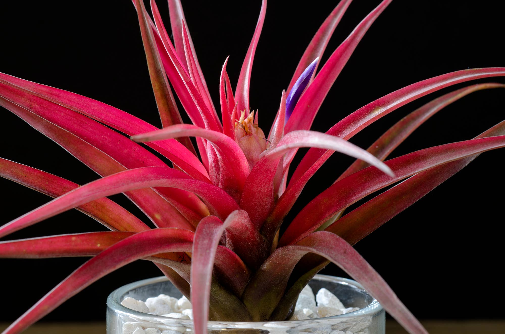 The Artizan Way - Vente Plante - Tillandsia Velutina - Plante Air Live6