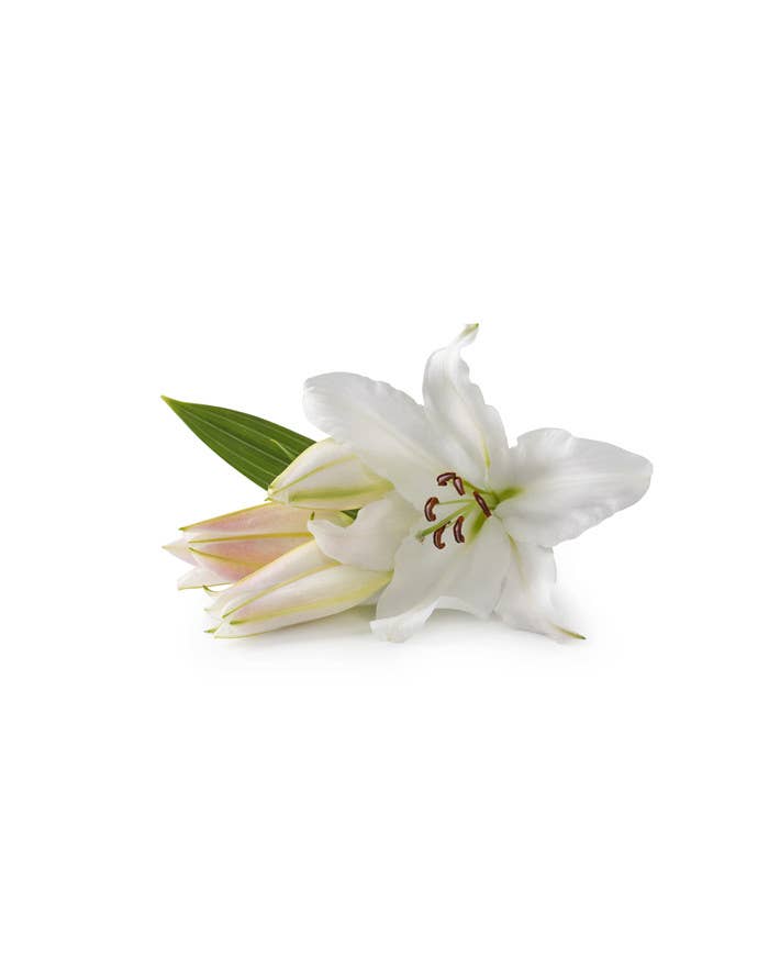 LUEUR DU SUD – Großhandel Gesichtsserum/-konzentrat – Lilienblüten-Serum1