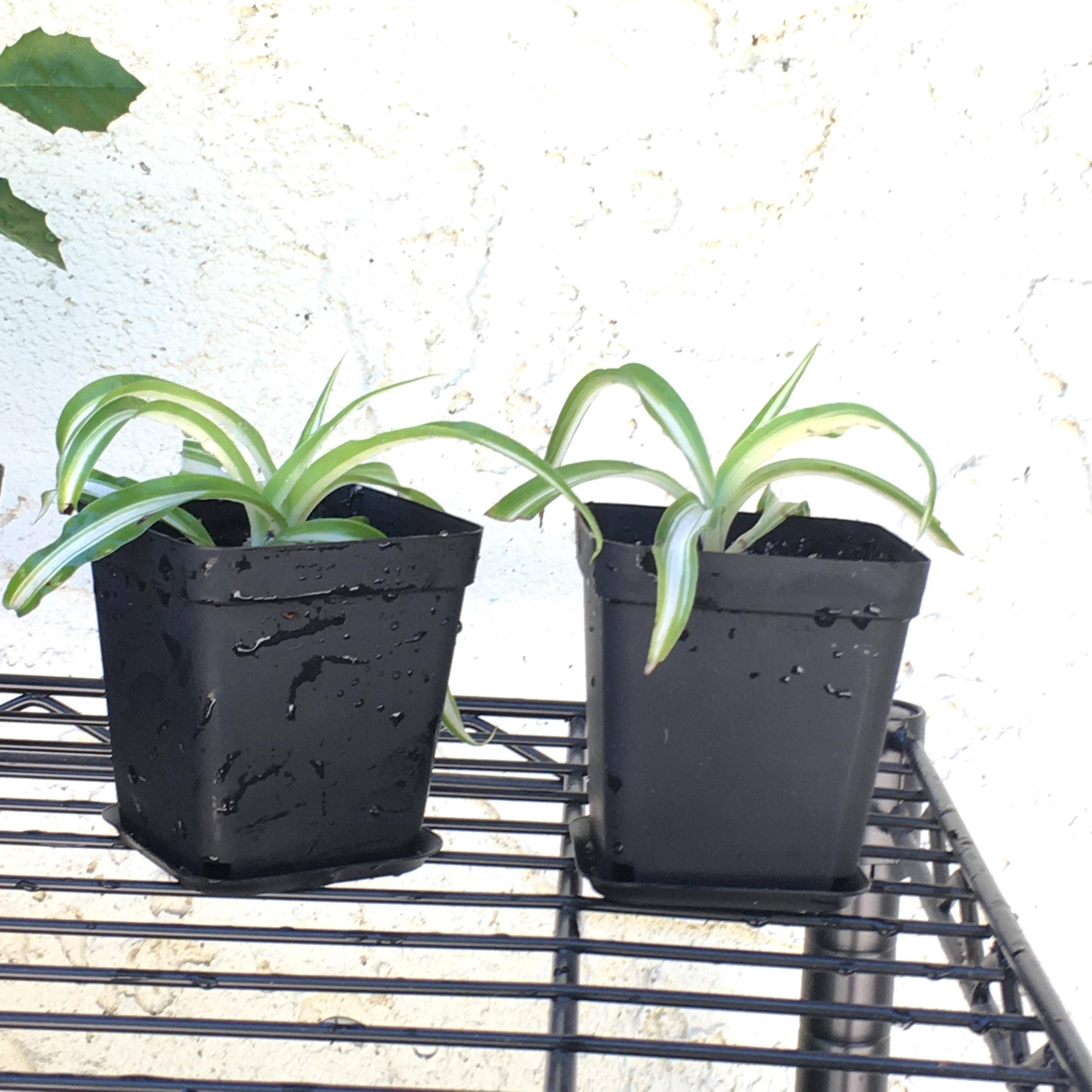 Wildheart Crystals – wholesale Live plant – Curly Bonnie Spider Plant - Rooted Air Purifier1