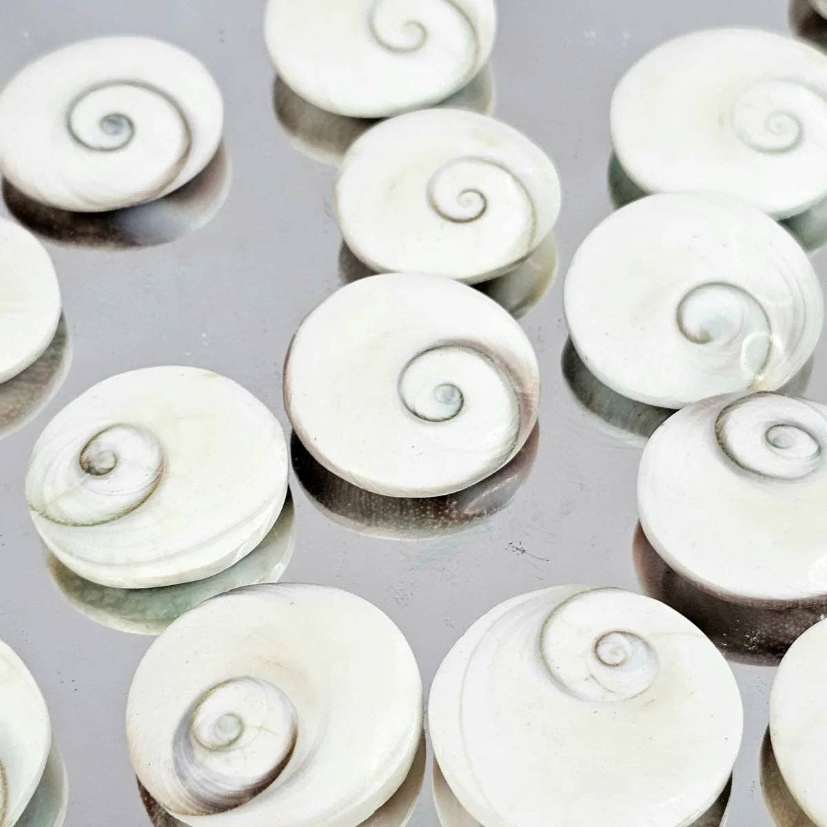 Distinction Crystals – wholesale Spiritual stone/crystal – Shiva Shell Crystal0