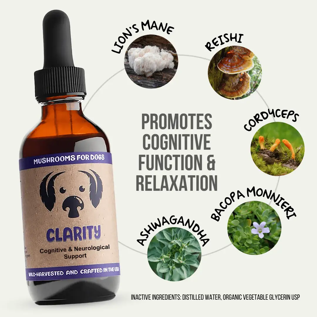 MycoDog - Wholesale Pet Supplement - Dog - Clarity – Mushroom Tincture for Dogs | Cognitive Support1