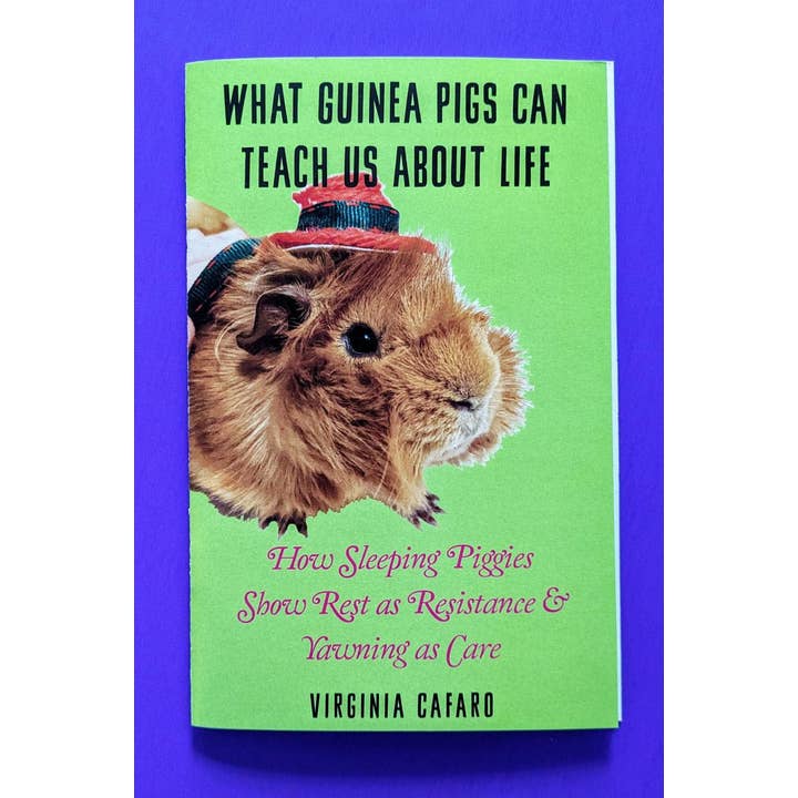 What Guinea Pigs Can Teach Us About Life and other Purchase Wholesale timothy hay for guinea pigs. Free Returns & Net 60 Terms on Faire trending on Faire.