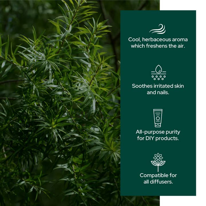 Plant of Life - Wholesale Essential Oil - Tea Tree Oil for Aromatherapy, Skincare and Haircare | Sizes2