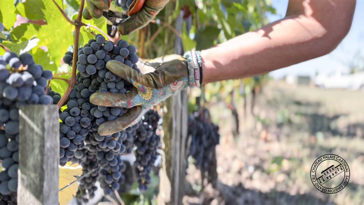 Château Palais Cardinal - Wholesale Red Wine - Chateau Palais Cardinal 2020 - Saint-Emilion Grand Cru6