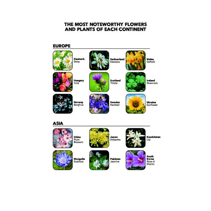 Aimfully Books - Wholesale Coloring & Activity Book - Adult - A Blooming Earth3