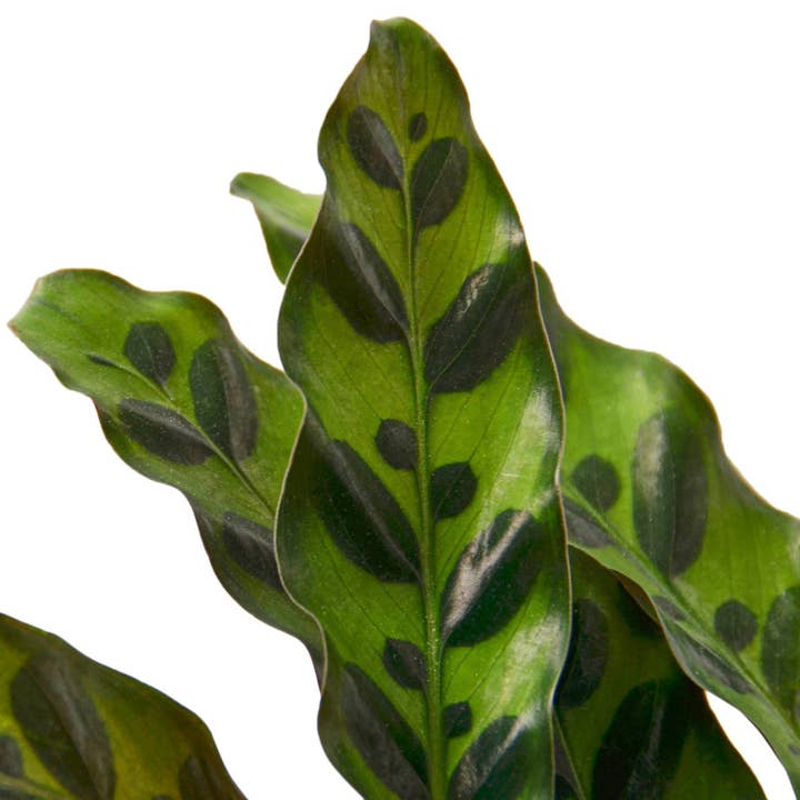 House Plant Wholesale WEST - Wholesale Live Plant - Calathea Lancifolia 'Rattlesnake'1