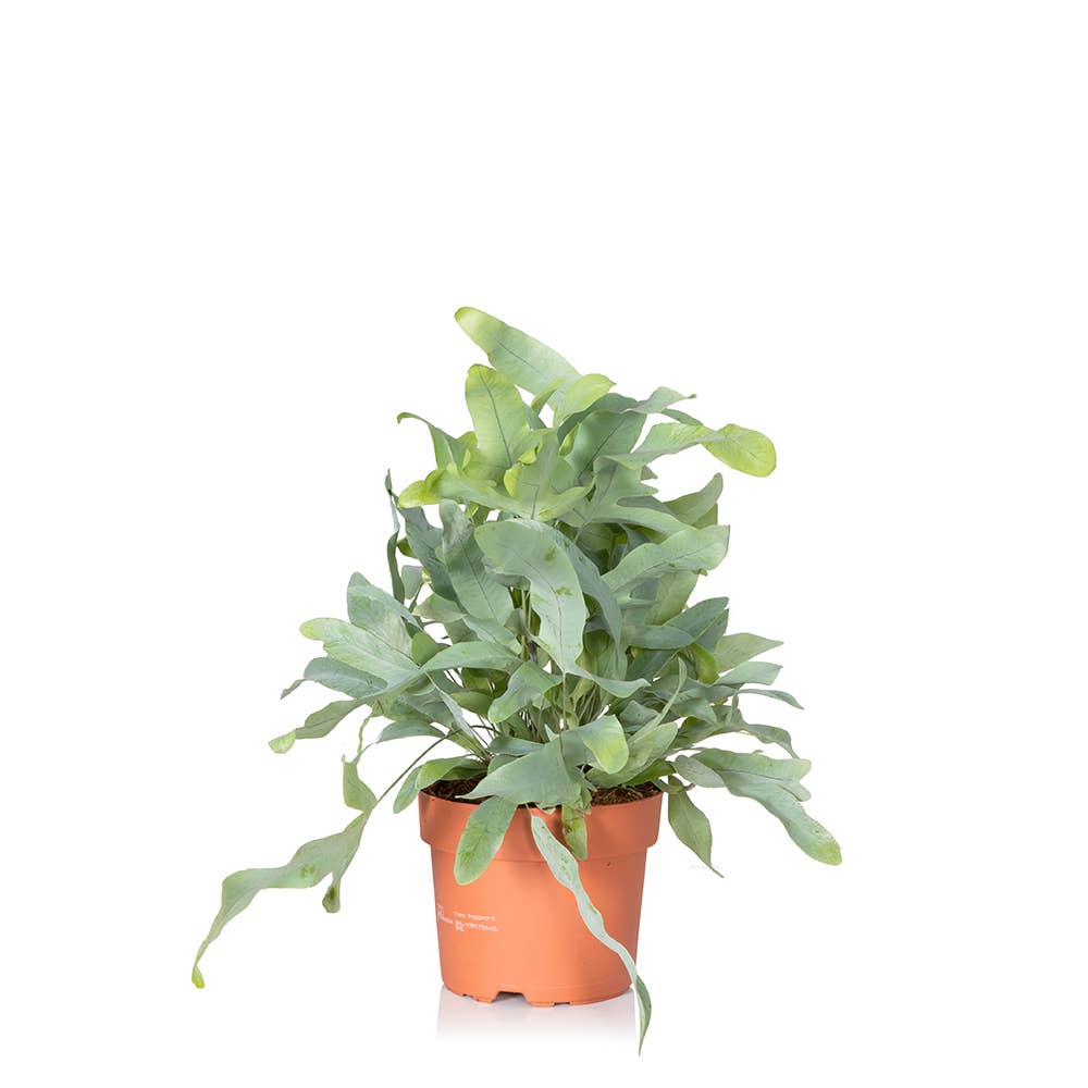 The Little Botanical – wholesale Live plant – British Grown Blue Star Fern3