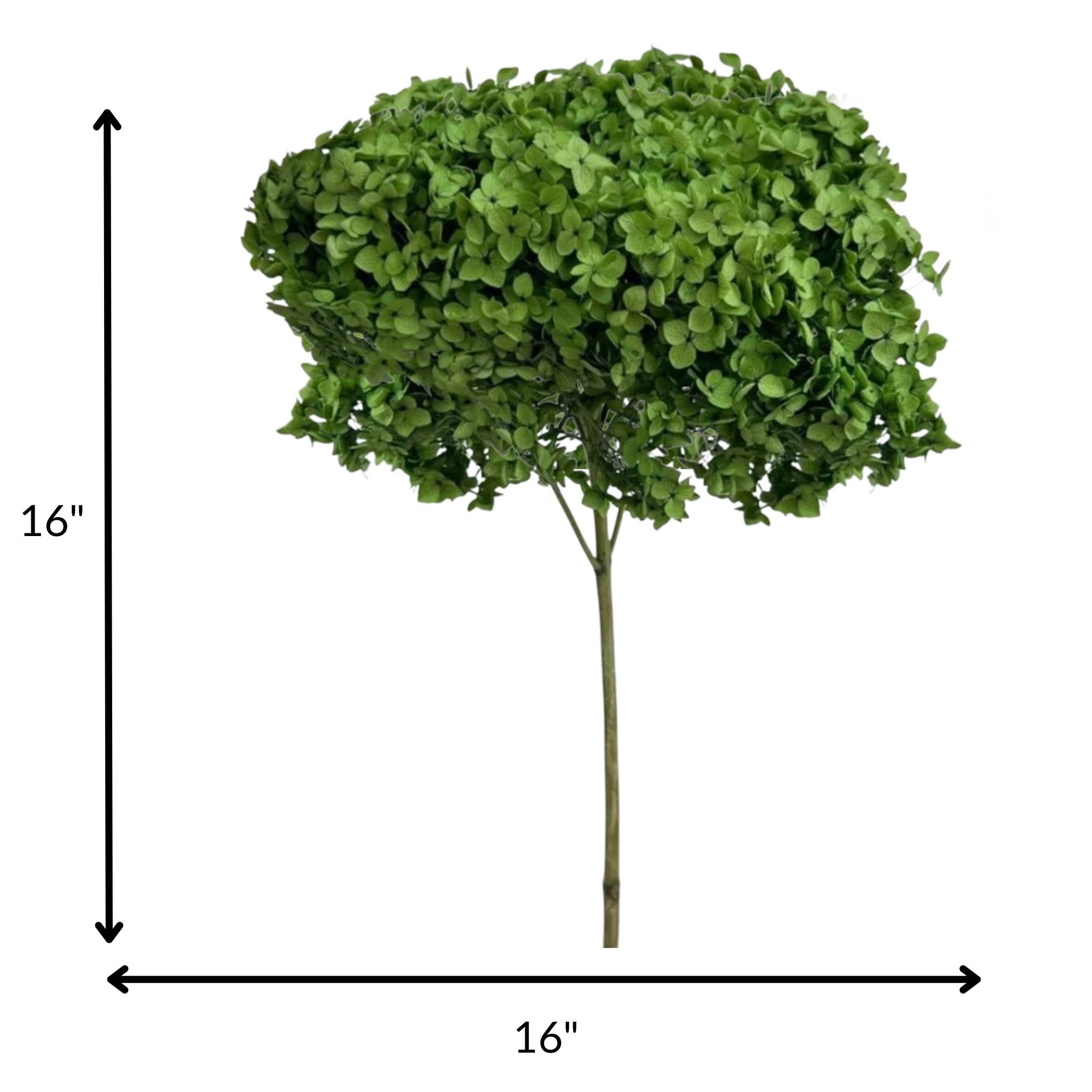 2626 Designs - Wholesale Dried/Pressed Flowers - Dried Preserved Hydrangea Flower 16" with Stem8