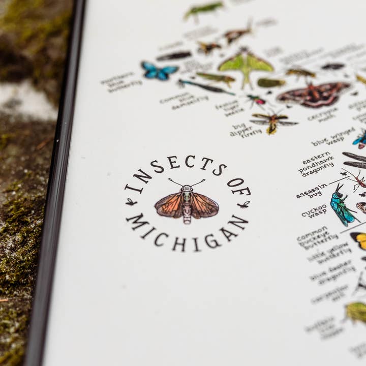 Home Squirrel - Wholesale Art Print - Insects of Michigan Watercolor Art Print 3