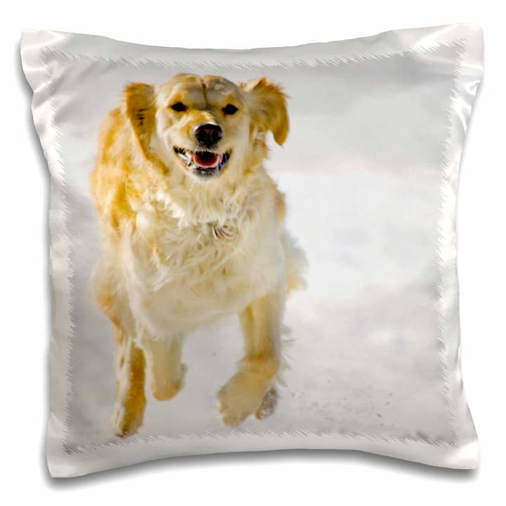 3dRose, Colorado, Condado de Summit, perro golden retriever - US06 BJA0072 - Jaynes Gallery, Funda de Almohada para venta al por mayor de 3dRose