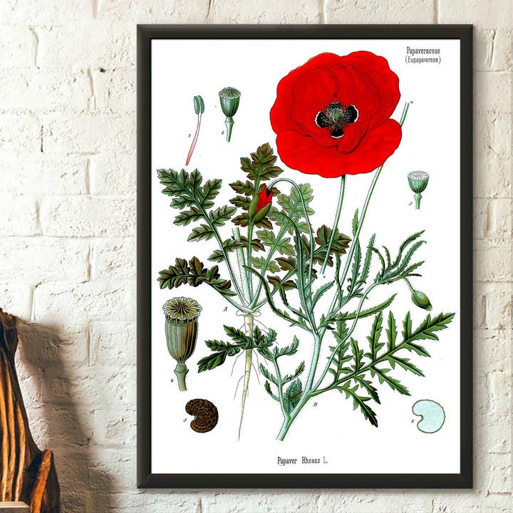 Vintage Wall Graphics - Wholesale Poster - Red Poppy Botanical Garden Decor Flower Floral Köhler's Art