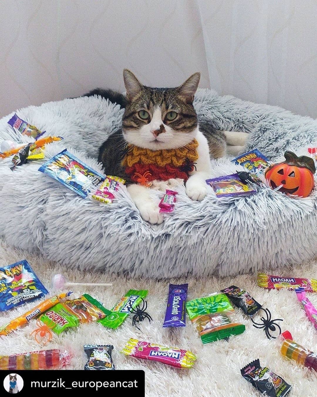 Mr. Peanut's - Wholesale Pet Bed - Dog - Mr. Peanut's 23" OrthoPlush® Pet Bed - Gray Two Tone31